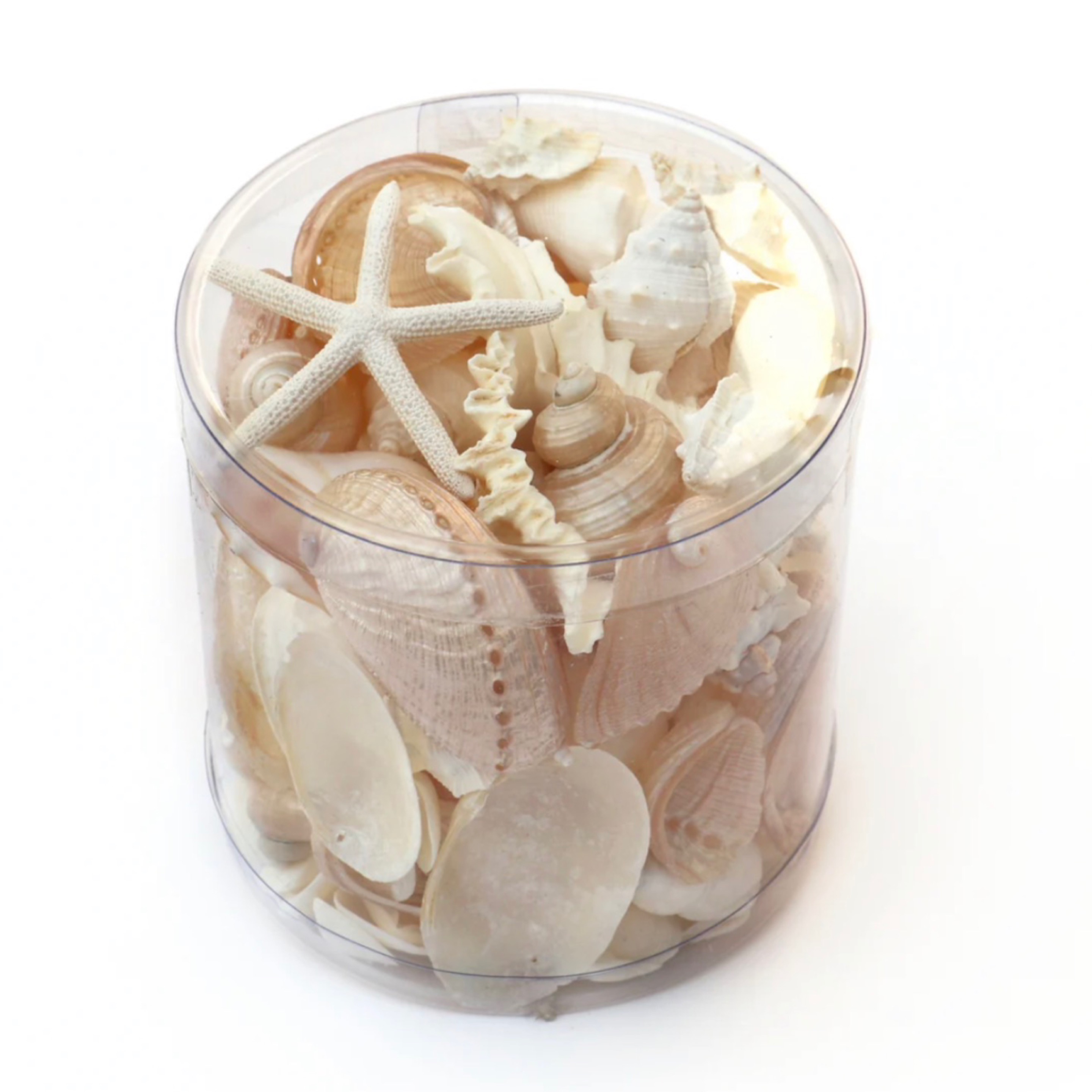 Cyclone Shells Coast Girl Fashion 101 The Esplanade Mooloolaba. Coast Shell Cylinder ...